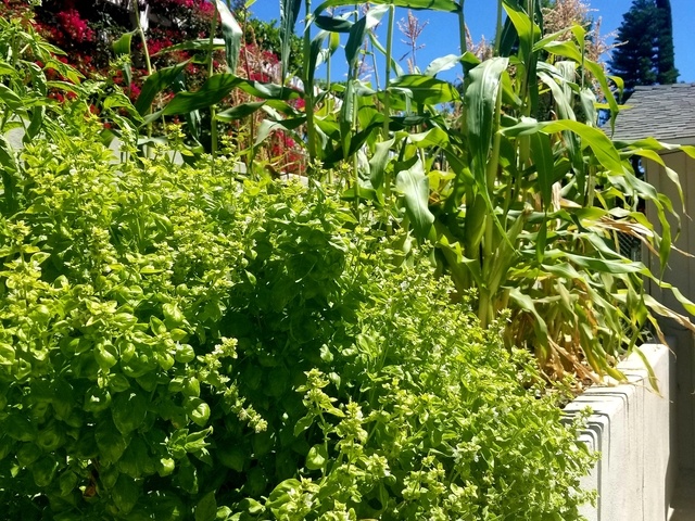 Gallery Image for CASA DOLCE HOME in FULLERTON, CA