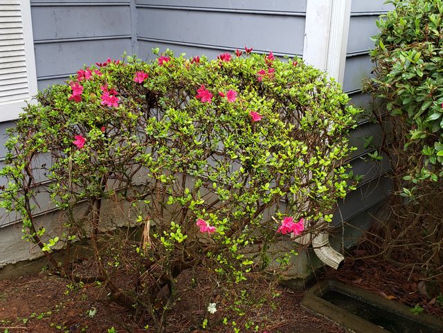 Serene House of Care