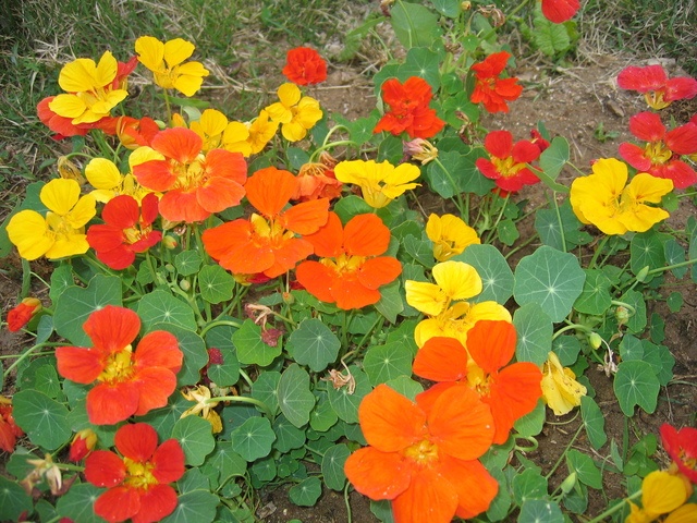 CANA PLACE 2 Image in GRANITE BAY, CA