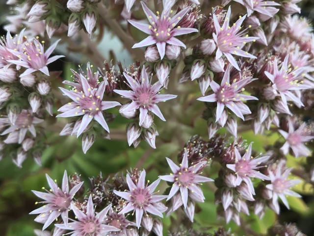 SOQUEL LEISURE VILLA, INC. Image in SOQUEL, CA