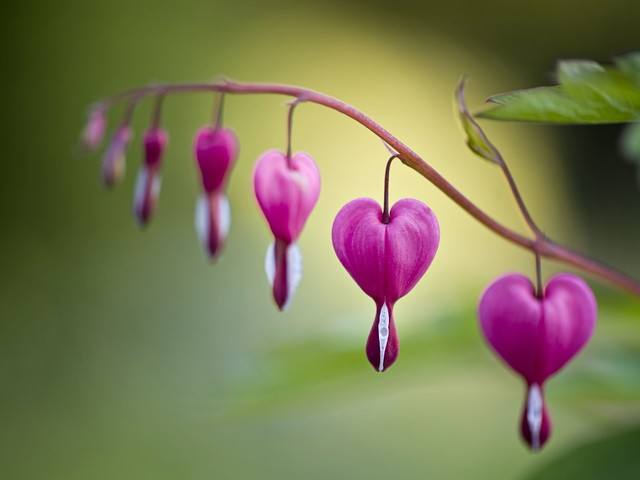 JUST FOR SENIORS LIVING CENTER II Image in LAKEWOOD, CO