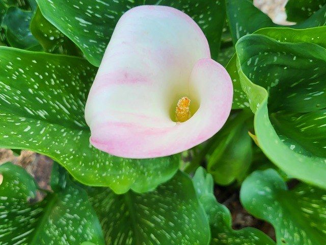 KOZIE KOTTAGE, LLC, Assisted Living Home in WEST PALM BEACH, FL