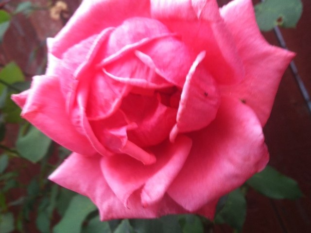 Mircea Chis Image in Portland, OR