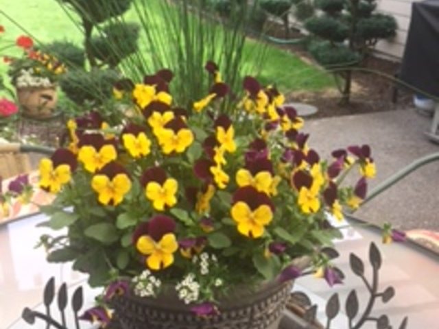 Simona Matia Image in Portland, OR