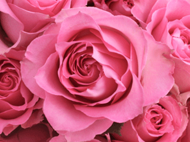 NEW HORIZON Image in RENTON, WA