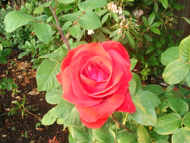 THE RENAISSANCE HOUSE AFH Image in KENT, WA