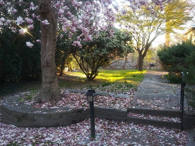 White Lily Home & Wellness Care Image in Wynnefield Heights, PA