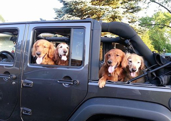 Dogs in 2014 Jeep Wrangler