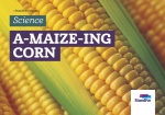 Standfor Projects - A-maizeing corn - Level 4