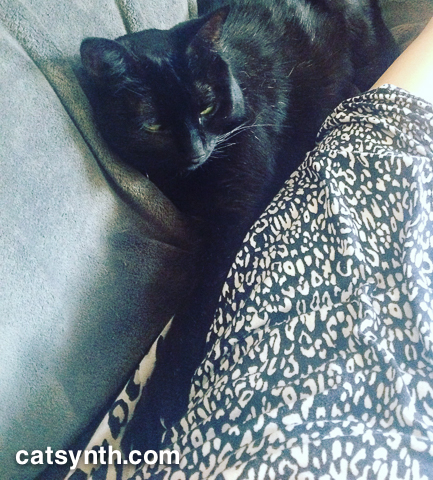 Luna providing comfort.