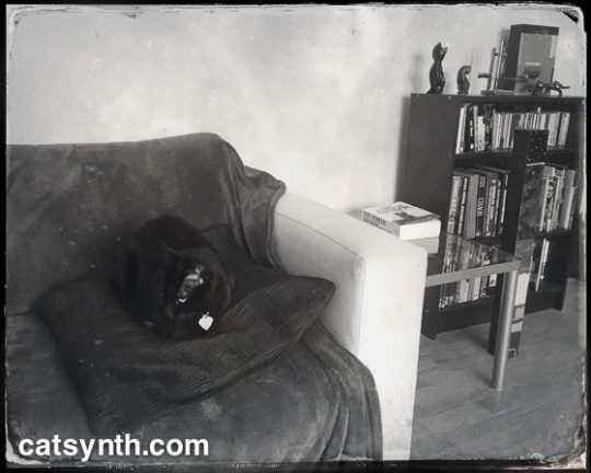 Luna looking artsy on her throne.