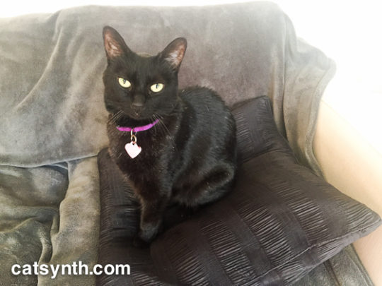 Luna on her pillow.