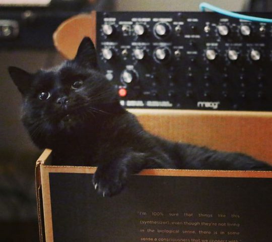 Marcel in DFAM box