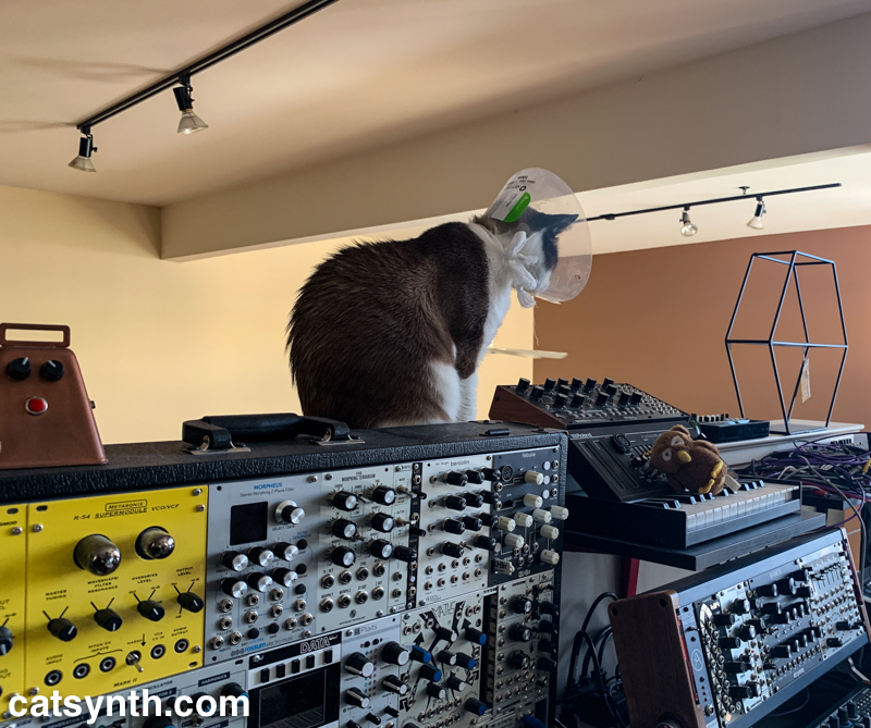 Big Merp with synths and the cone of shame