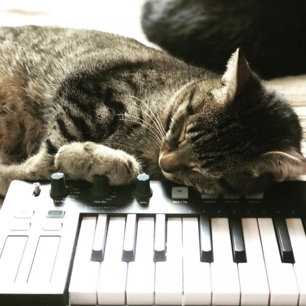 Tabby cat Charlie Parker naps on an Arturia Keystep