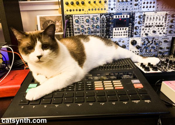 Big Merp the cat sitting on a Yamaha RX5 drum machine