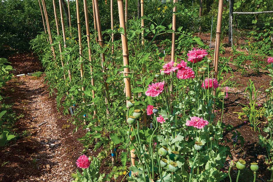 Narrow paths between garden beds are for foot traffic. Feet never go into the garden beds themselves.