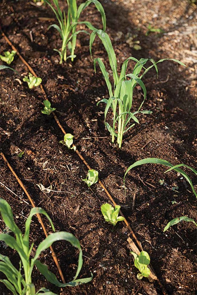 Reich says drip irrigation is crucial, putting water exactly where it's needed.