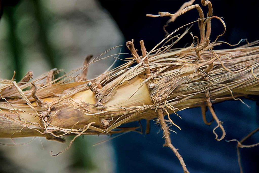 Like its relatives crabgrass and Bermudagrass, bamboo spreads by sprouting shoots and roots from nodes on its rhizomes.