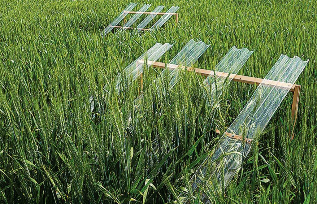 Rain shields allow researchers to simulate the impacts of decreased precipitation on the wheat-pest balance.