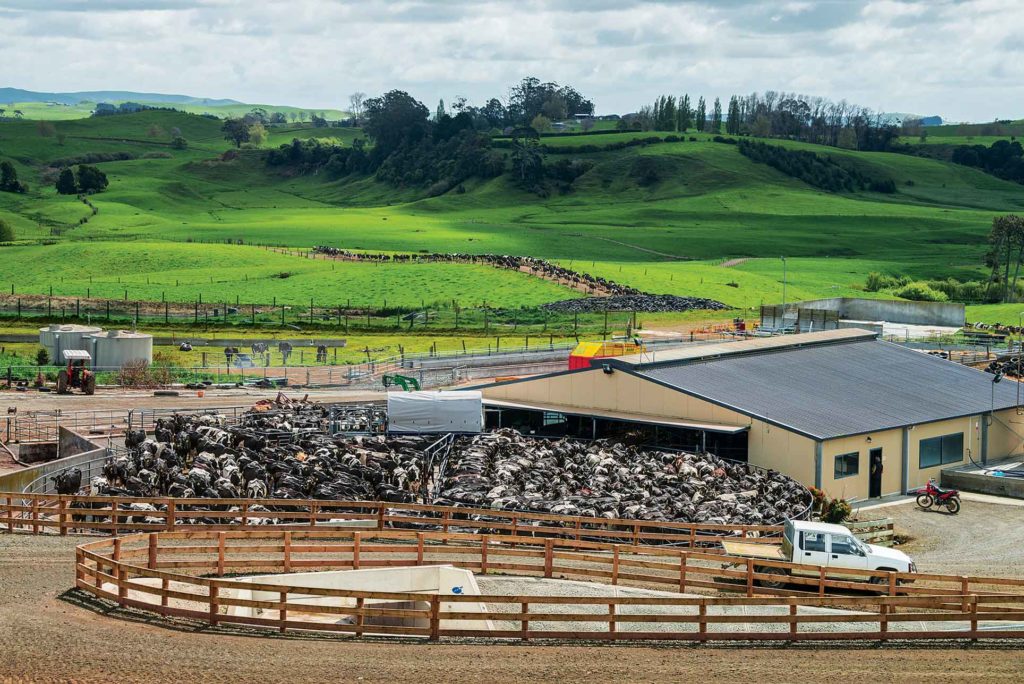 David and Jeremy Bennett’s 1,055 cows cycle through the rotary milker in about three hours, part of the New Zealanders’ quest for efficiency.