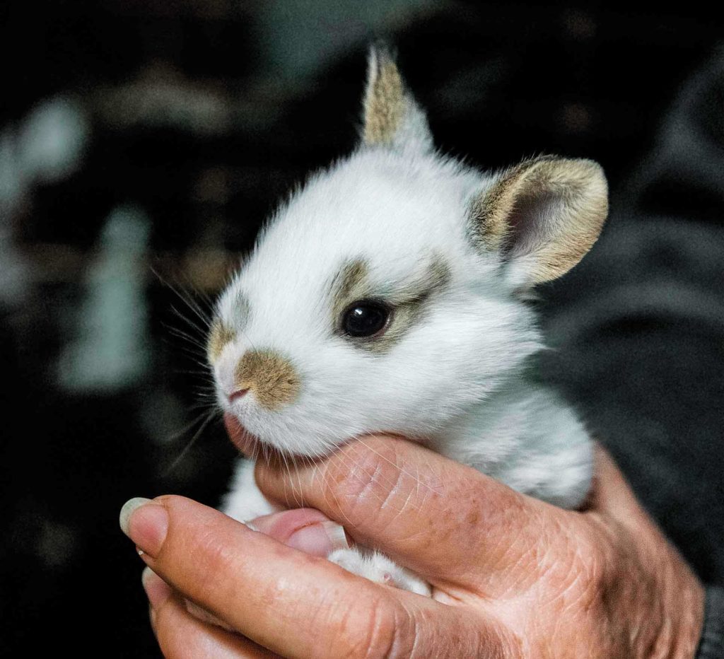This rabbit is more than just a pretty face — it’s an efficient source of healthy, mild-flavored meat. They demand attention, but rabbits are well-suited to modest-scale production.