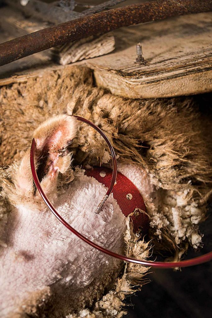 A spot on the neck is shaved and disinfected prior to drawing blood, which happens once every 28 days for sheep.