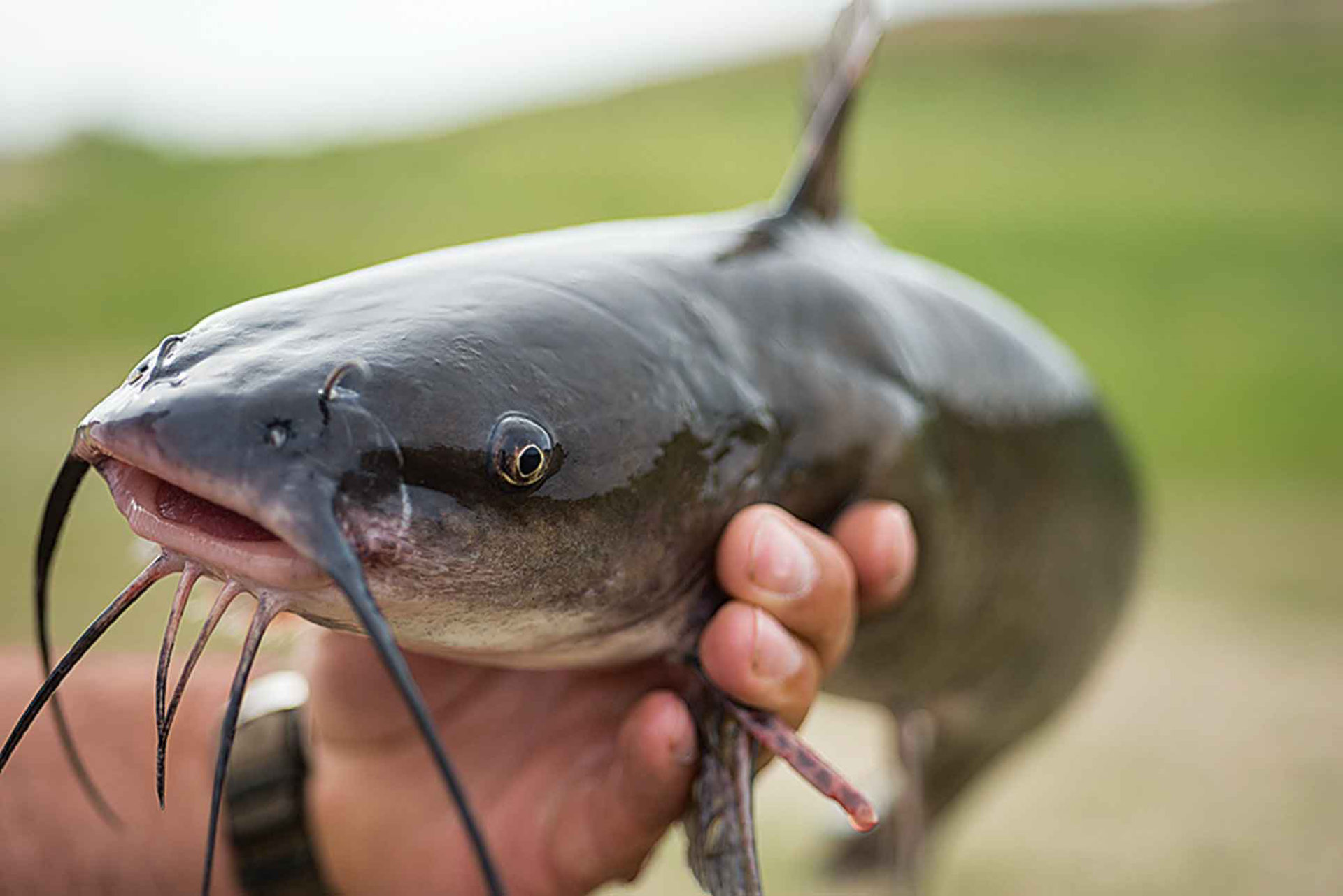 of fish and farmers