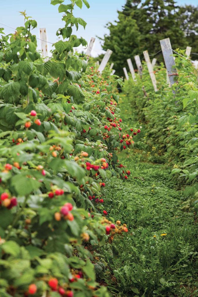 The operation has a very diverse marketing base but their main priority is to sell directly to consumers through their four farm stores.