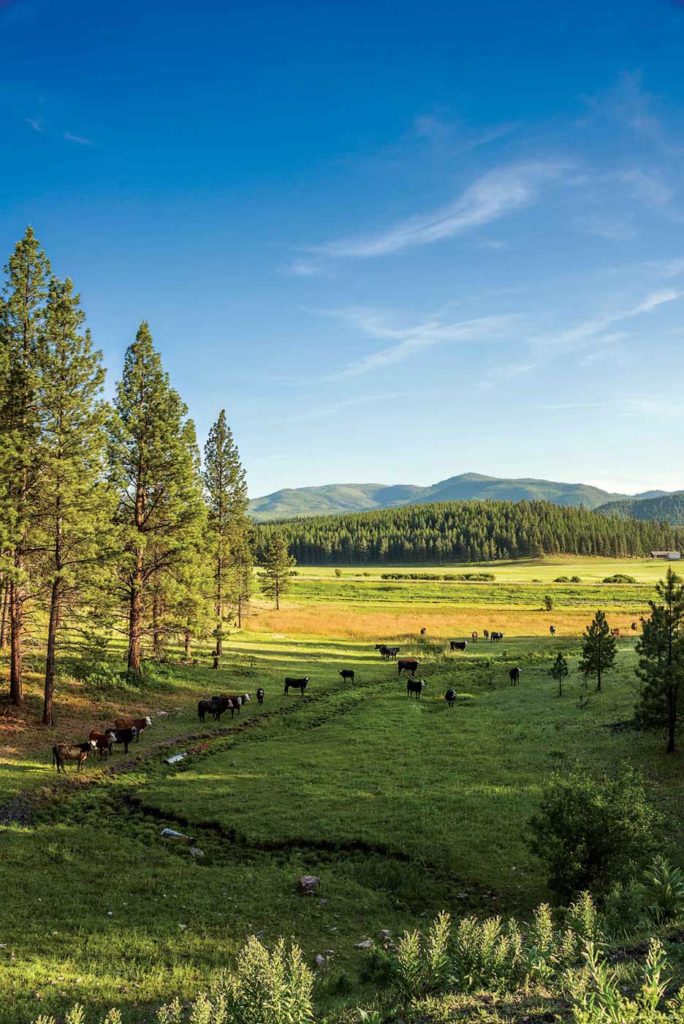 Heifers are initially kept in a small pasture for better breed up and for use of heifer-specific bulls.