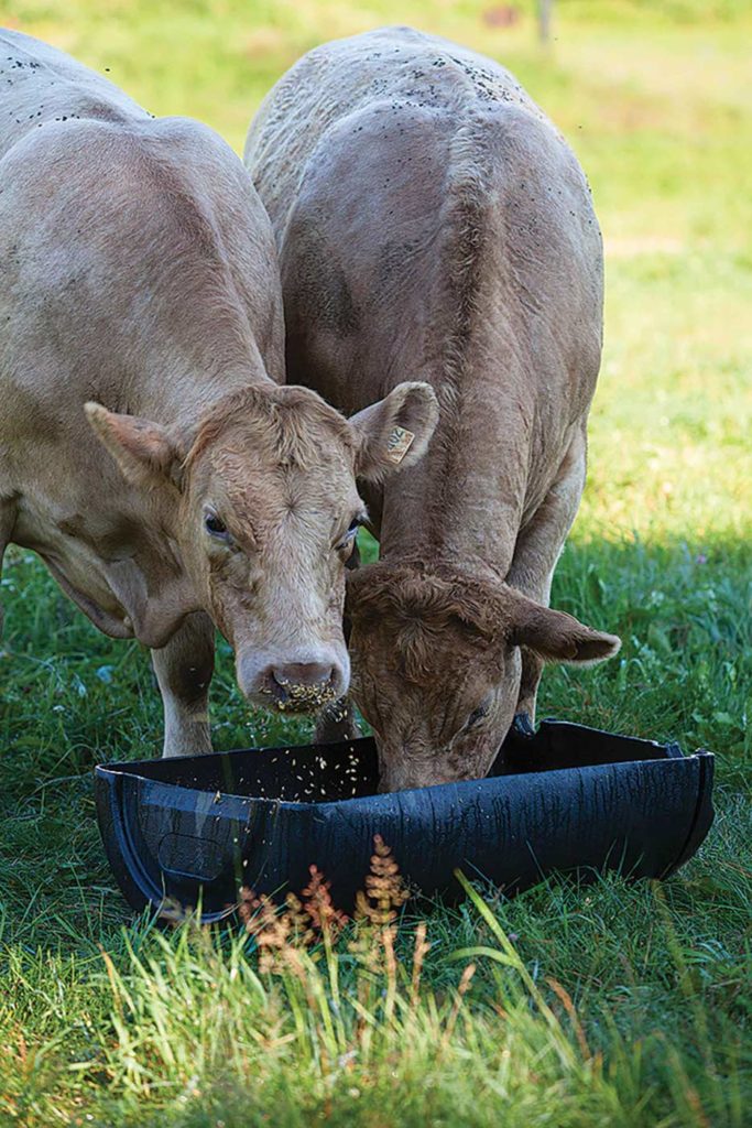 No one quite knows why Ben was able to tolerate Priest Creek Farm’s beef. Christie is just happy he can.