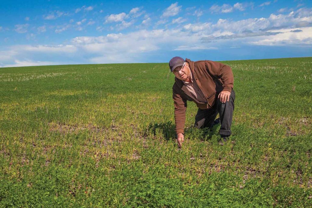 Richard Erb says aphanomyces always seems to be worse in compacted areas such as in the wheel tracks and on the headlands.