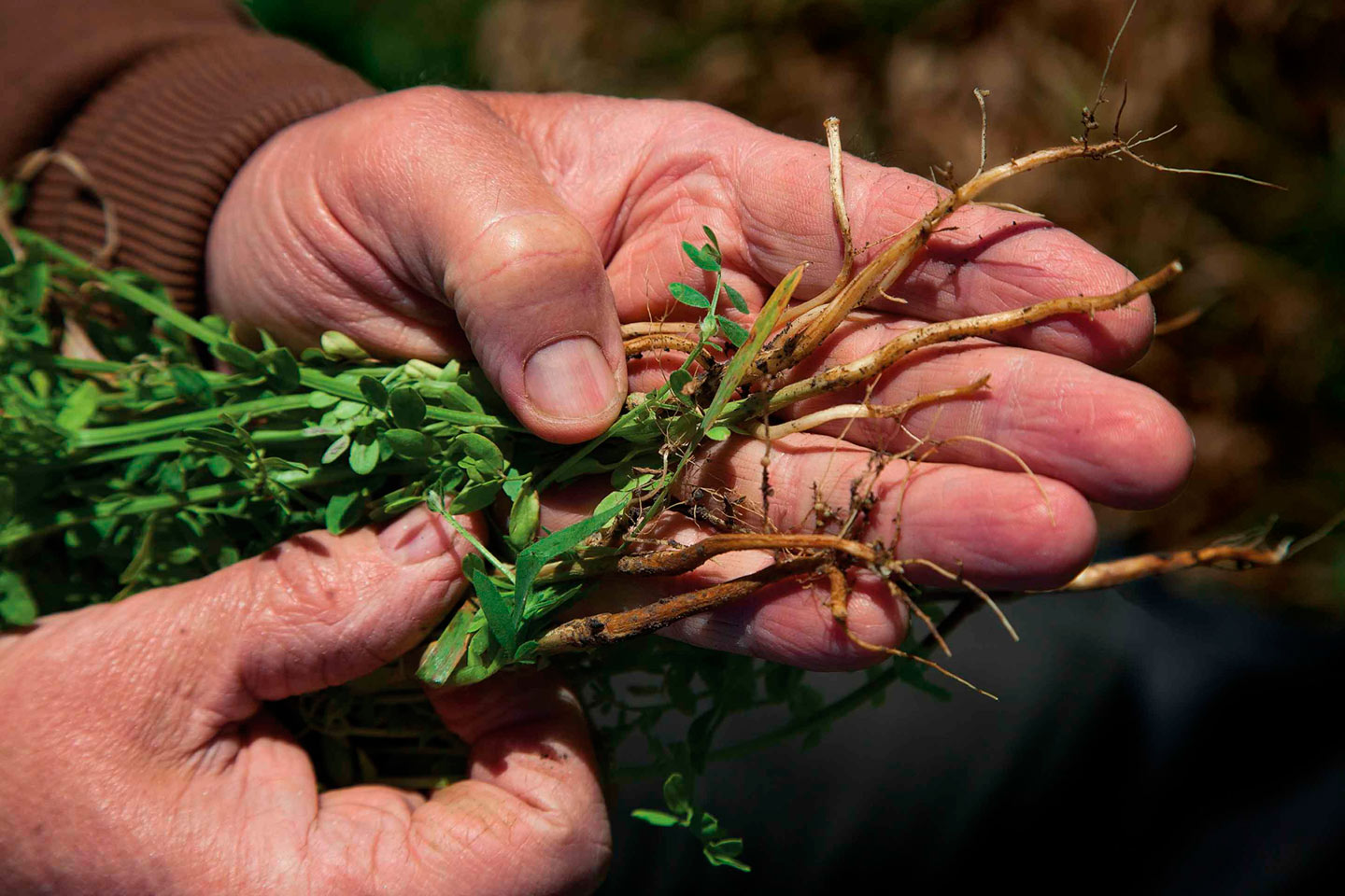 Arresting Aphanomyces