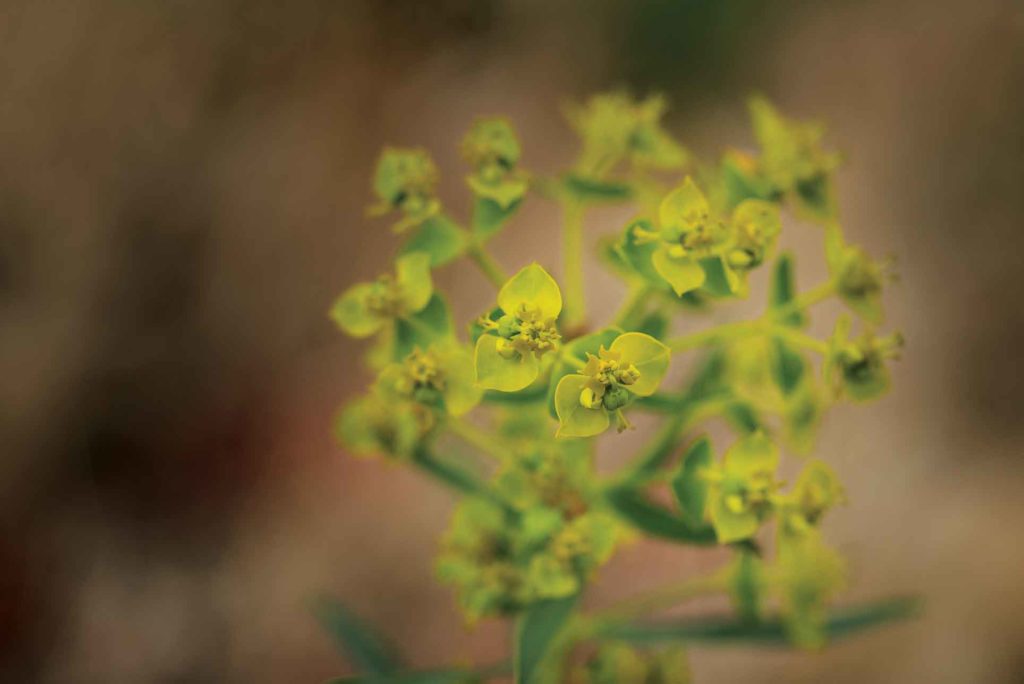 The search for leafy spurge biological control agents began in the 1970s. Scientists sourced several viable insects, including flea beetles, from Eurasia, the invader’s home.