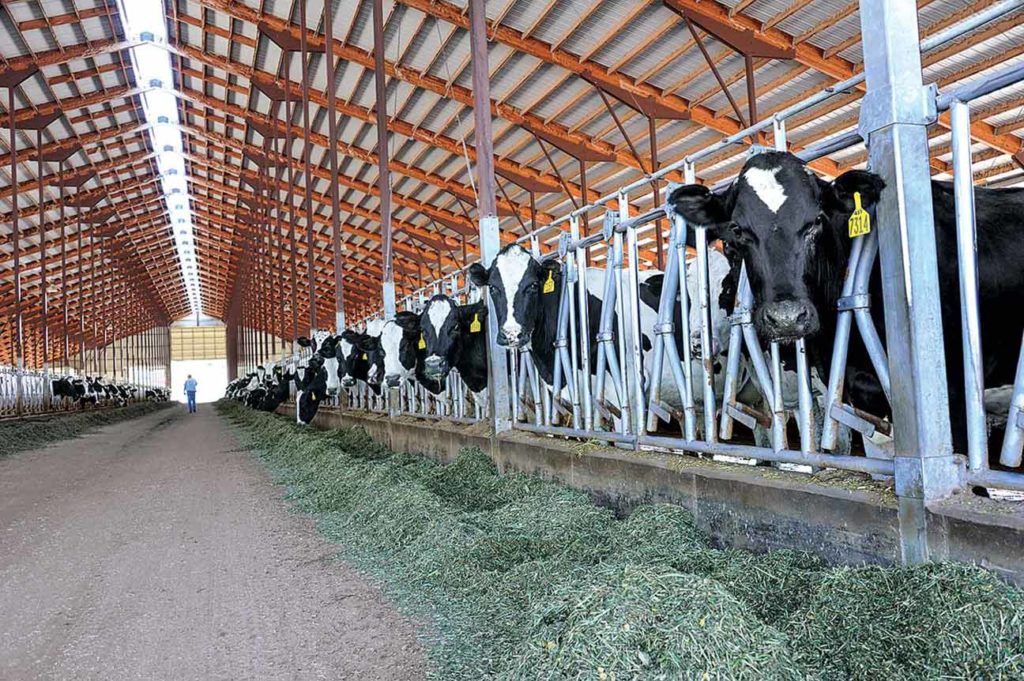 Freestall dairies permit frequent scraping and, often, covered manure storage to reduce ammonia emissions.
