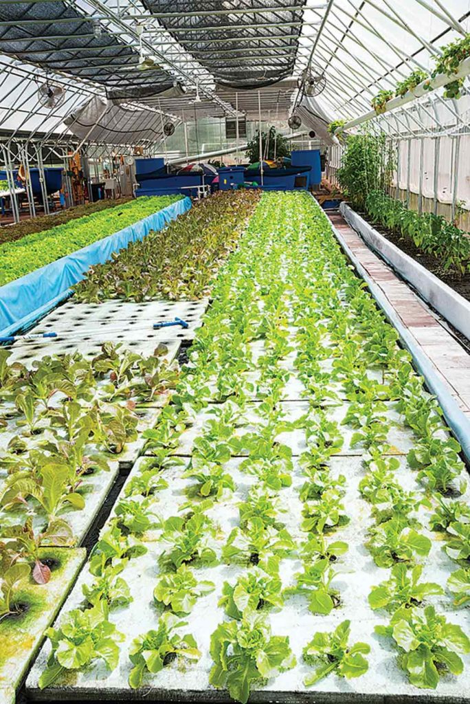 Produce-filled rafts move through the system until ready for market at the end.