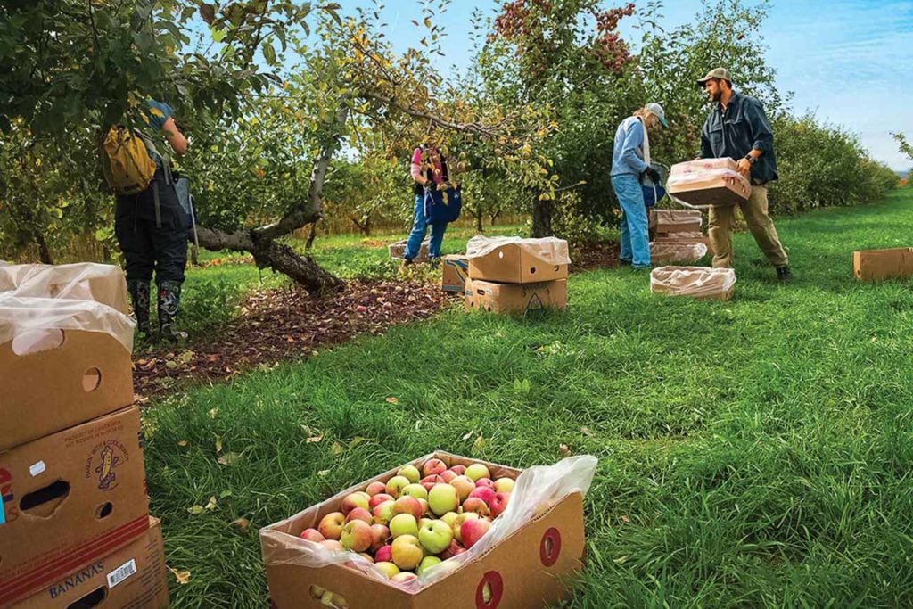 Dylan Frazier (right) of Boston Area Gleaners (BAG) leads a gleaning crew.