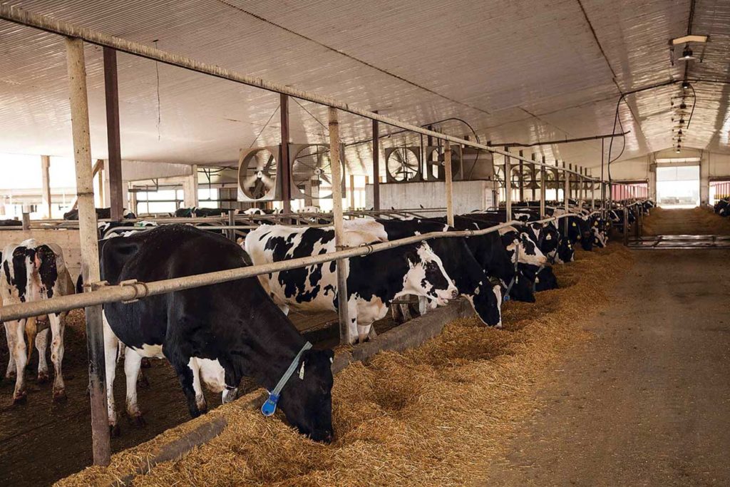 Ils servent l’ensilage de soja dans un rapport 35/65 avec l’ensilage de maïs.