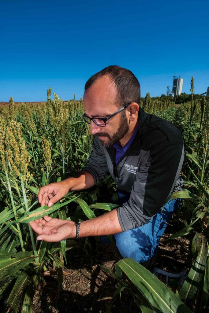 Kansas State entomologist Brian McCornack says reducing damage from the sugar cane aphid requires an integrated management strategy that includes repeated scouting trips through the field.