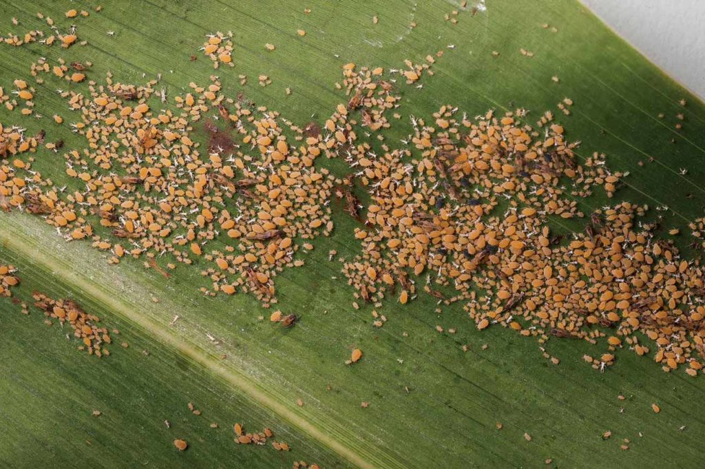 Sugar cane aphids colonize the underside of leaves to tap into sugar and nutrients, leaving plants unable to fill grain and maintain stalk strength. Excreted ‘honey dew’ hosts molds that also block photosynthesis.