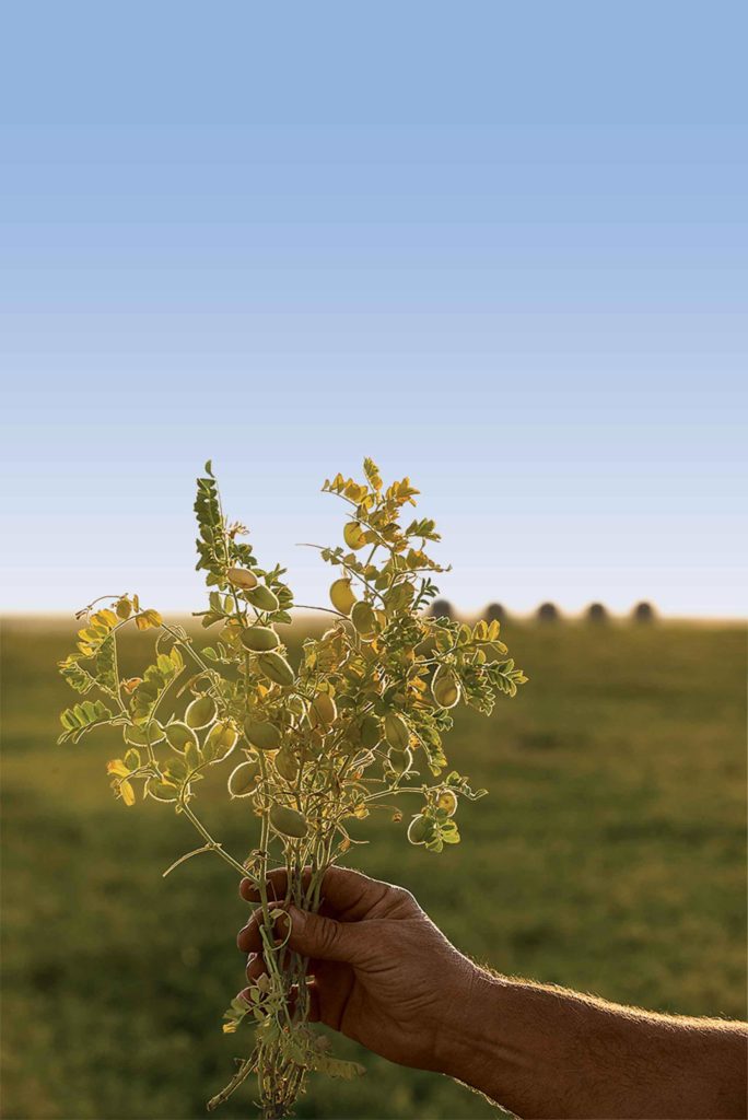 La popularité des légumes secs s’aligne sur les consommateurs qui veulent des options alimentaires plus saines.