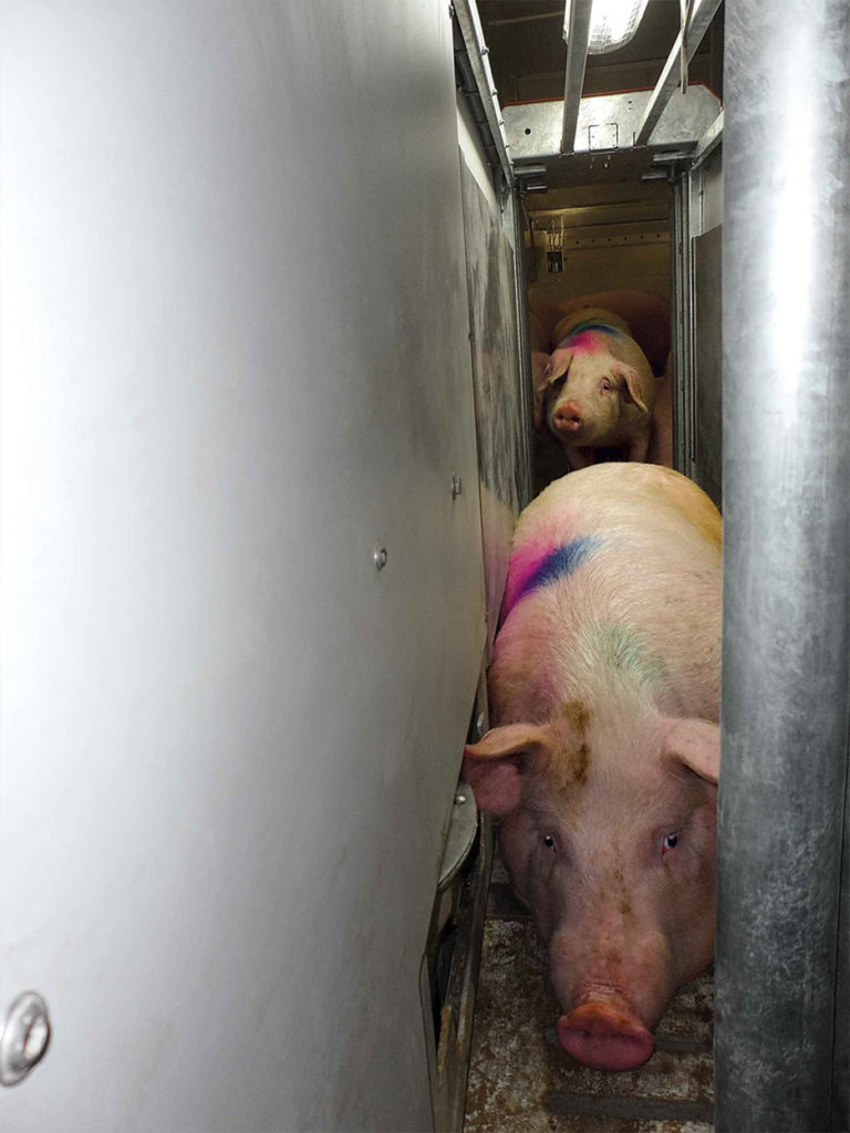 ESF allows each animal to receive its own tailored feed allotment.