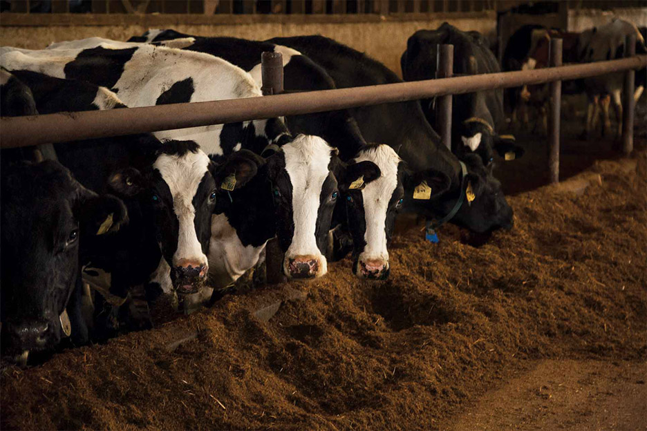 Currie found that all the little things added up to negatively impact the Holstein's profit margins.