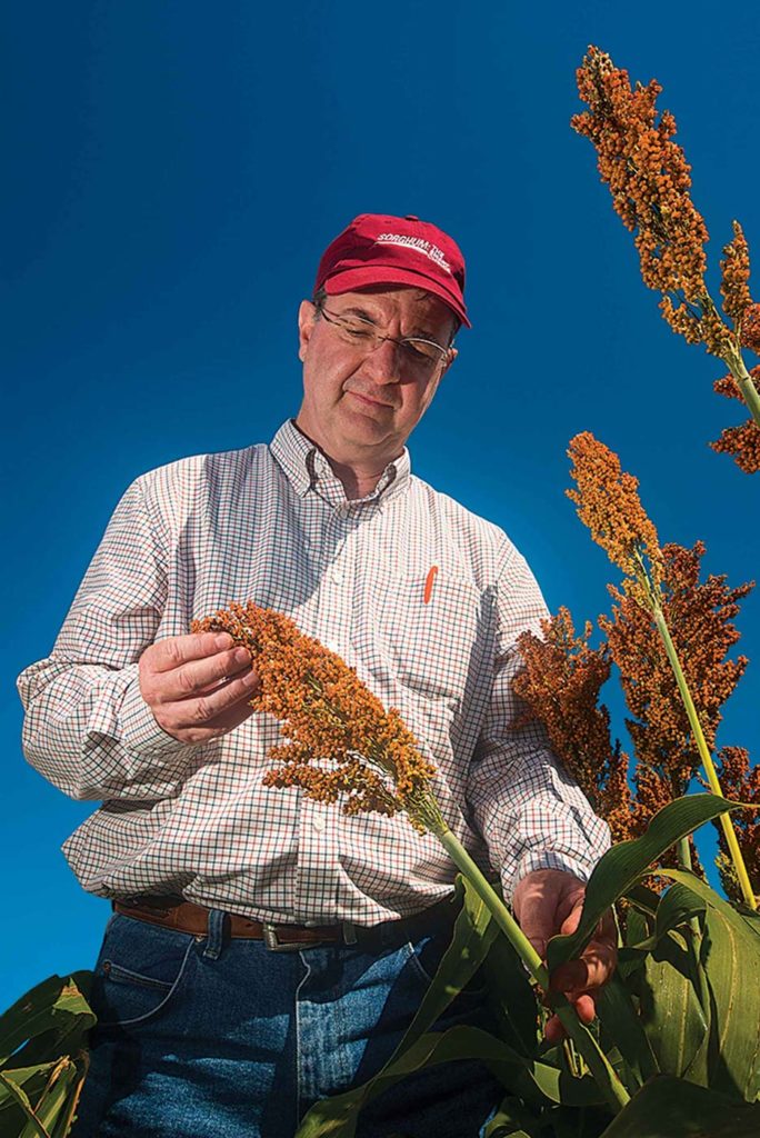 Brent Bean advocates using higher seeding rates (to reduce tillering), early planting, seed treatment, early weed control and the possible use of fungicides and late-season nitrogen as practices to boost sorghum yields.