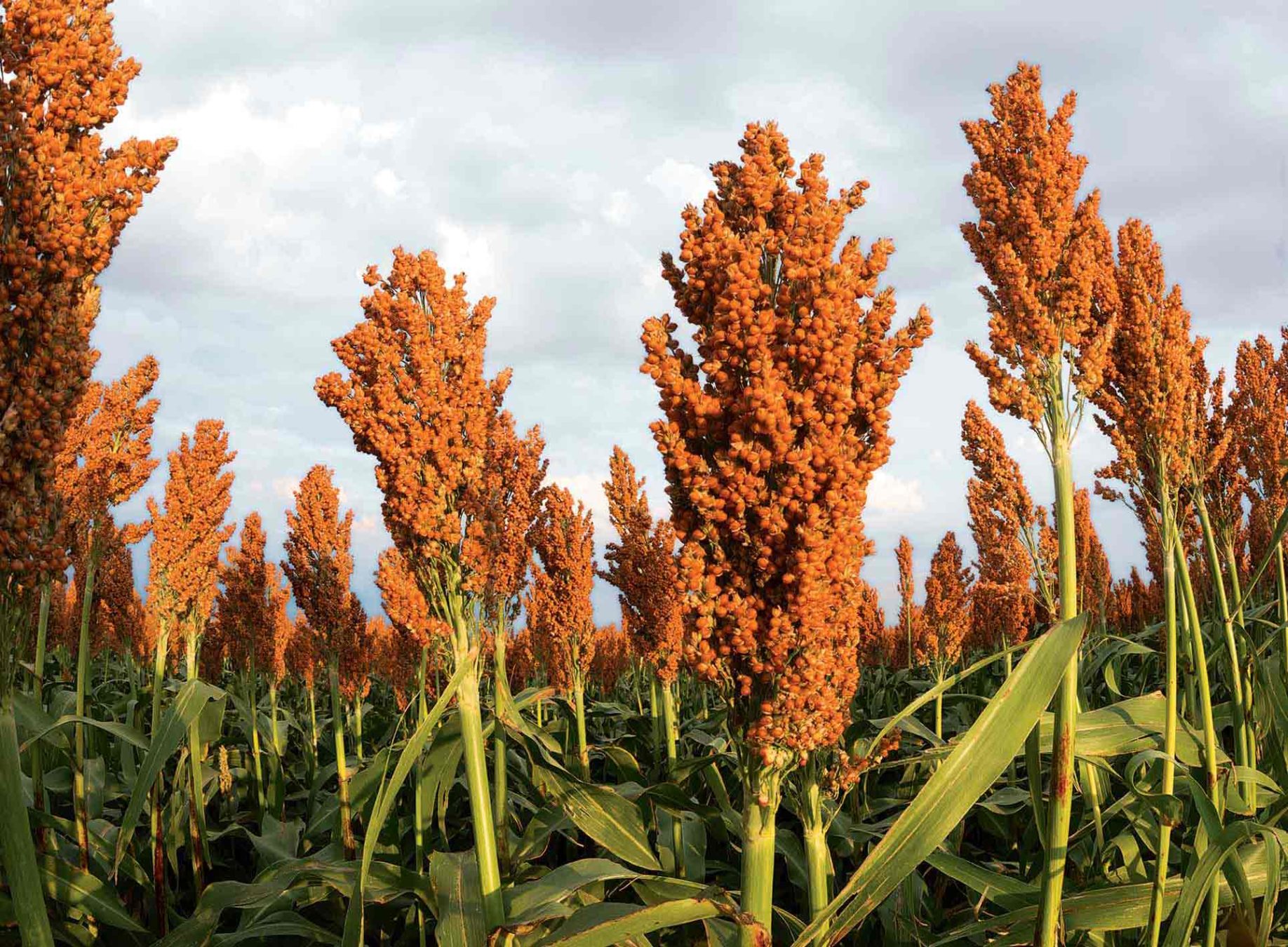 souped up sorghum
