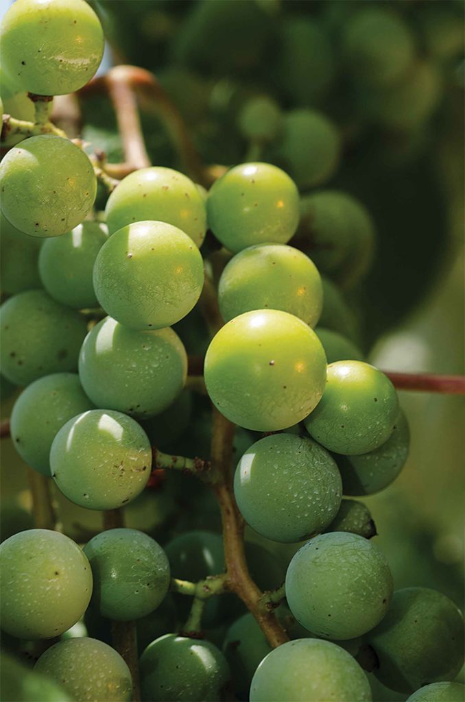 The Morris family recently expanded from grapes into berries.