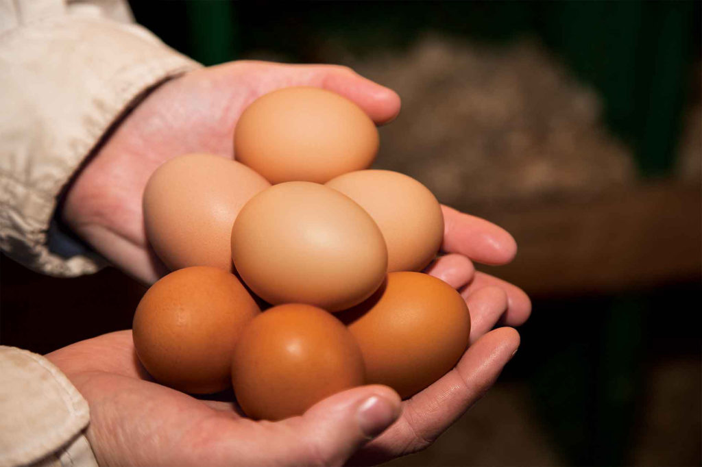 Deux poules pondent une douzaine d’oeufs par semaine.