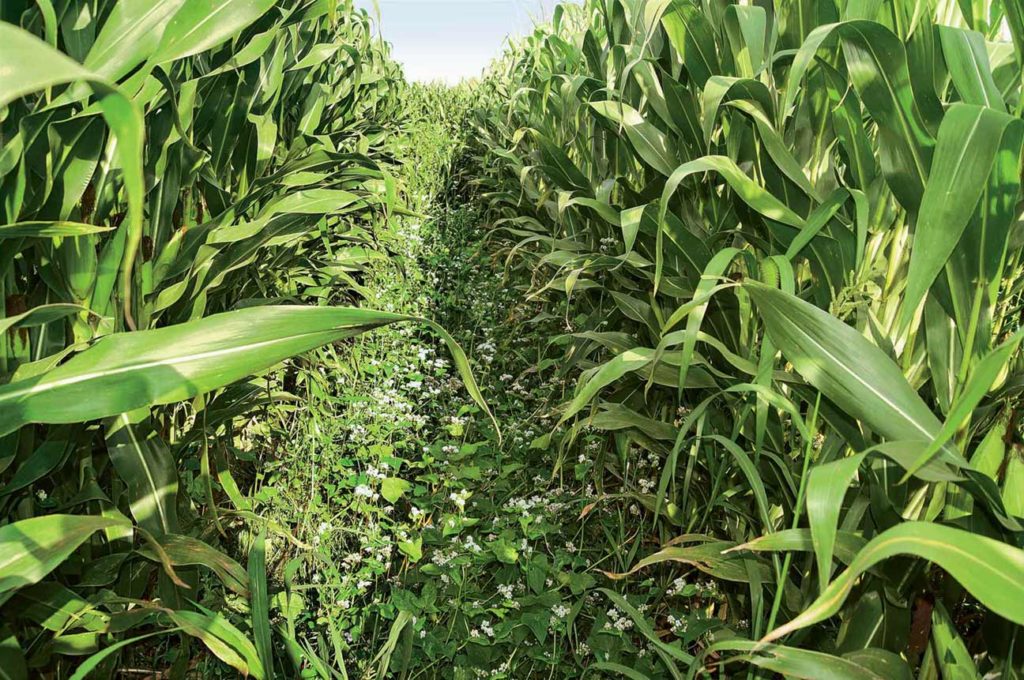 corn in 60 inch rows research shows it s not as crazy as dwarf corn
