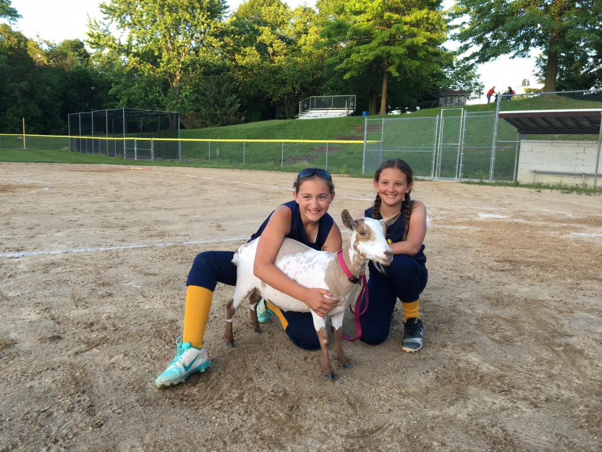 Schuylkill Haven Youth Softball Association Powered by TeamLinkt