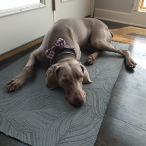Rosco (Weimaraner)
